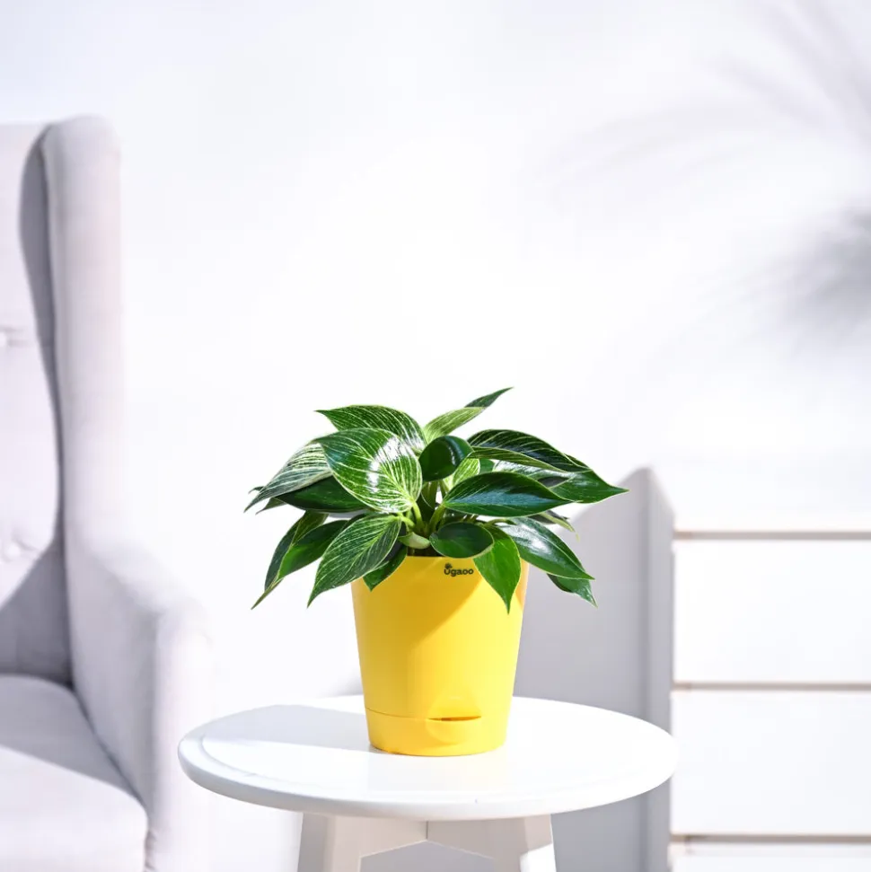 Philodendron Birkin Plant
