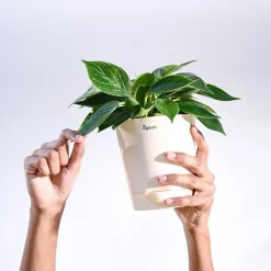 Philodendron Birkin Plant