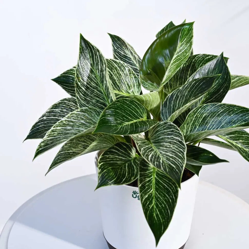 Philodendron Birkin Plant