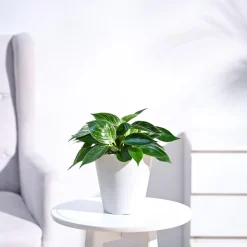 Philodendron Birkin Plant