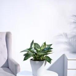 Philodendron Birkin Plant