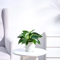 Philodendron Birkin Plant