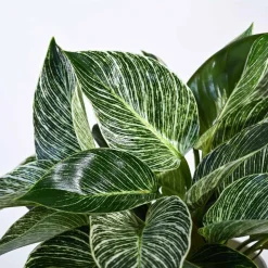 Philodendron Birkin Plant