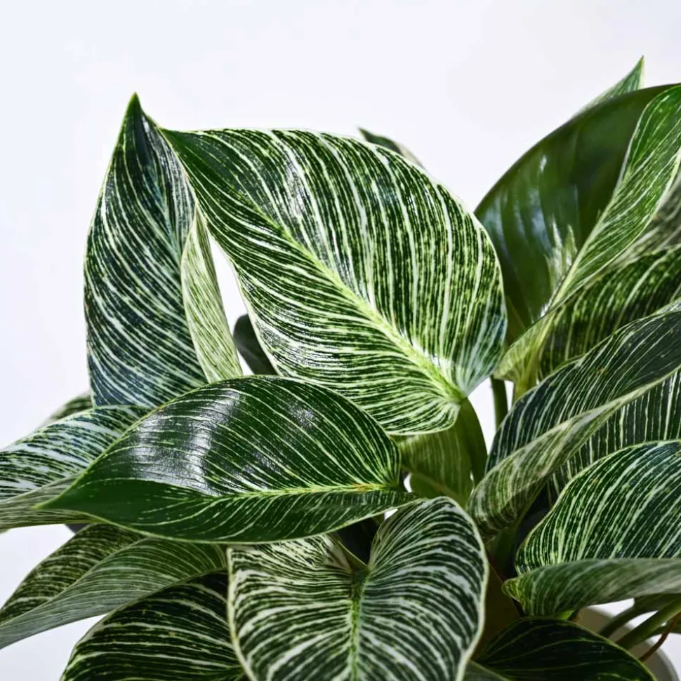Philodendron Birkin Plant