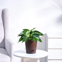 Philodendron Birkin Plant