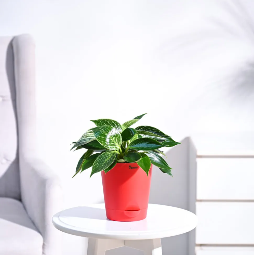 Philodendron Birkin Plant