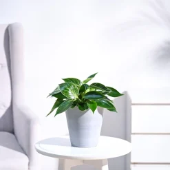 Philodendron Birkin Plant