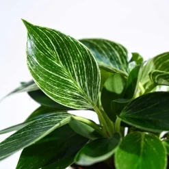 Philodendron Birkin Plant