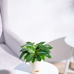 Philodendron Birkin Plant