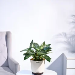 Philodendron Birkin Plant