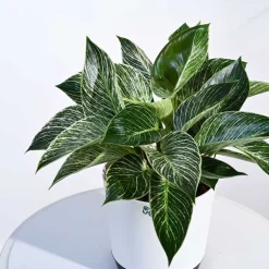 Philodendron Birkin Plant