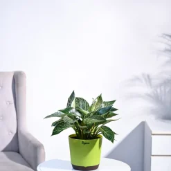 Philodendron Birkin Plant