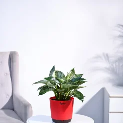 Philodendron Birkin Plant