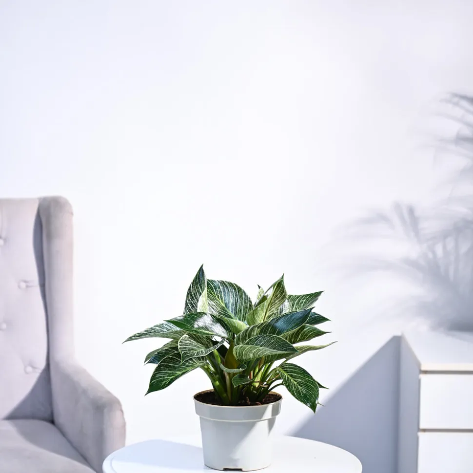 Philodendron Birkin Plant