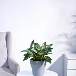 Philodendron Birkin Plant