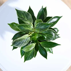 Philodendron Birkin Plant