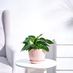 Philodendron Birkin Plant