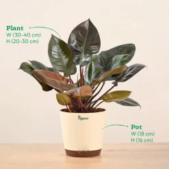 Philodendron Black Cardinal