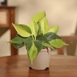 Philodendron Brasil Plant