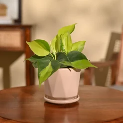 Philodendron Brasil Plant