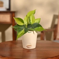 Philodendron Brasil Plant