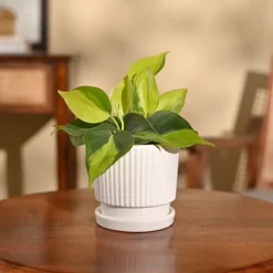Philodendron Brasil Plant