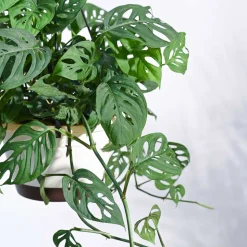 Philodendron Broken Heart With Hanging Pot