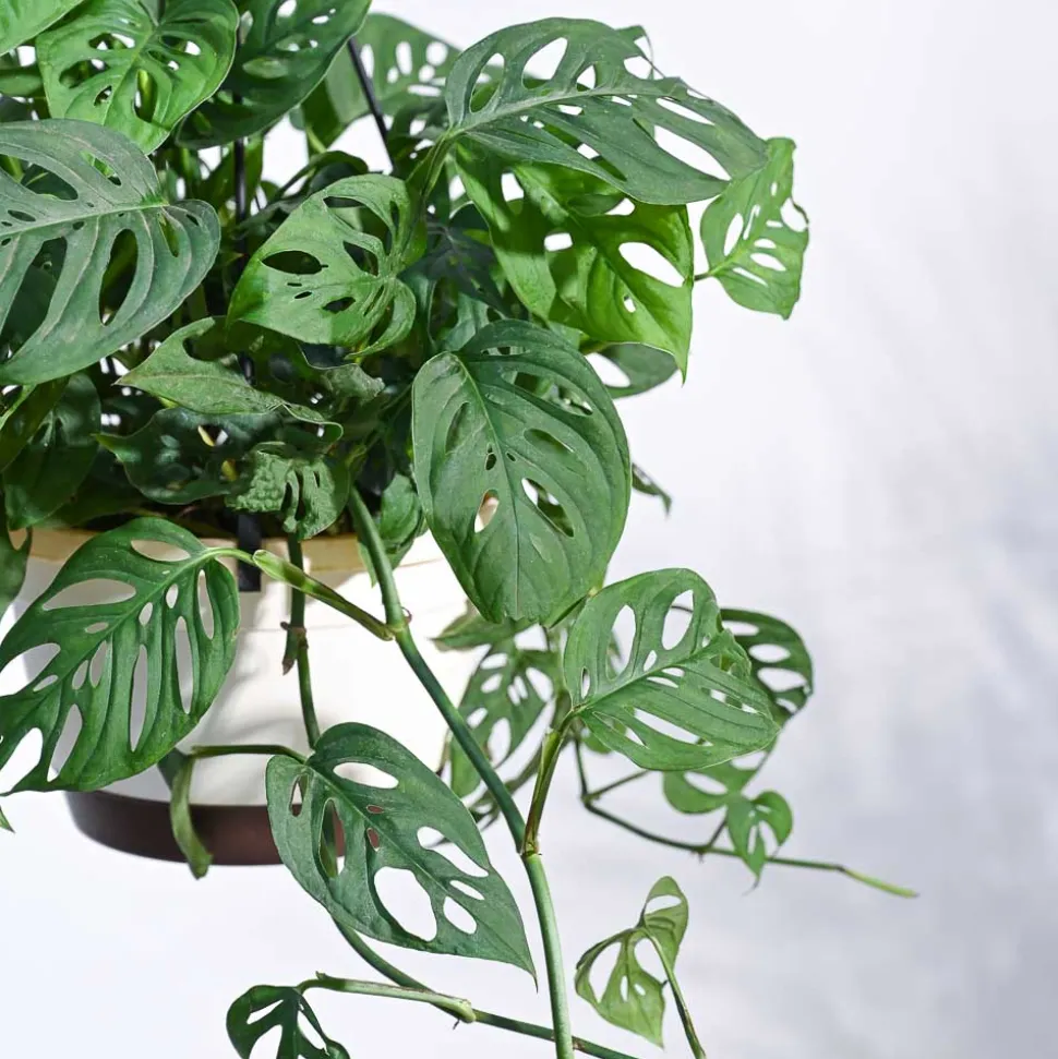 Philodendron Broken Heart With Hanging Pot