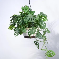 Philodendron Broken Heart With Hanging Pot