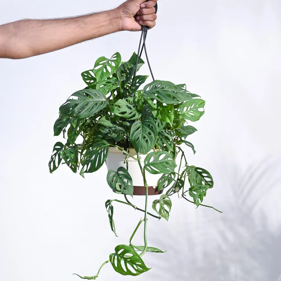 Philodendron Broken Heart With Hanging Pot