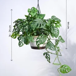 Philodendron Broken Heart With Hanging Pot