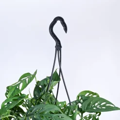 Philodendron Broken Heart With Hanging Pot