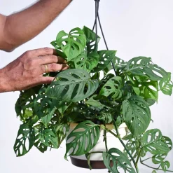 Philodendron Broken Heart With Hanging Pot