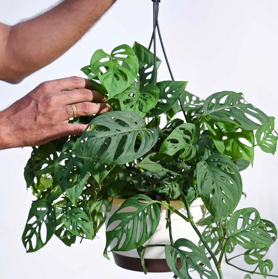 Philodendron Broken Heart With Hanging Pot