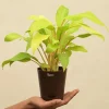 Philodendron Ceylon Golden Plant