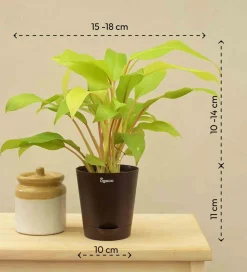 Philodendron Ceylon Golden Plant
