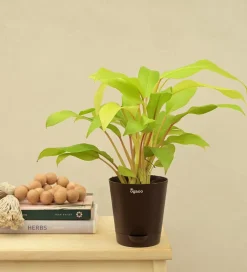 Philodendron Ceylon Golden Plant