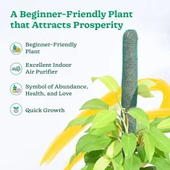Philodendron Ceylon Golden Plant With Moss Stick