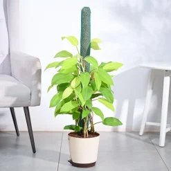 Philodendron Ceylon Golden Plant With Moss Stick