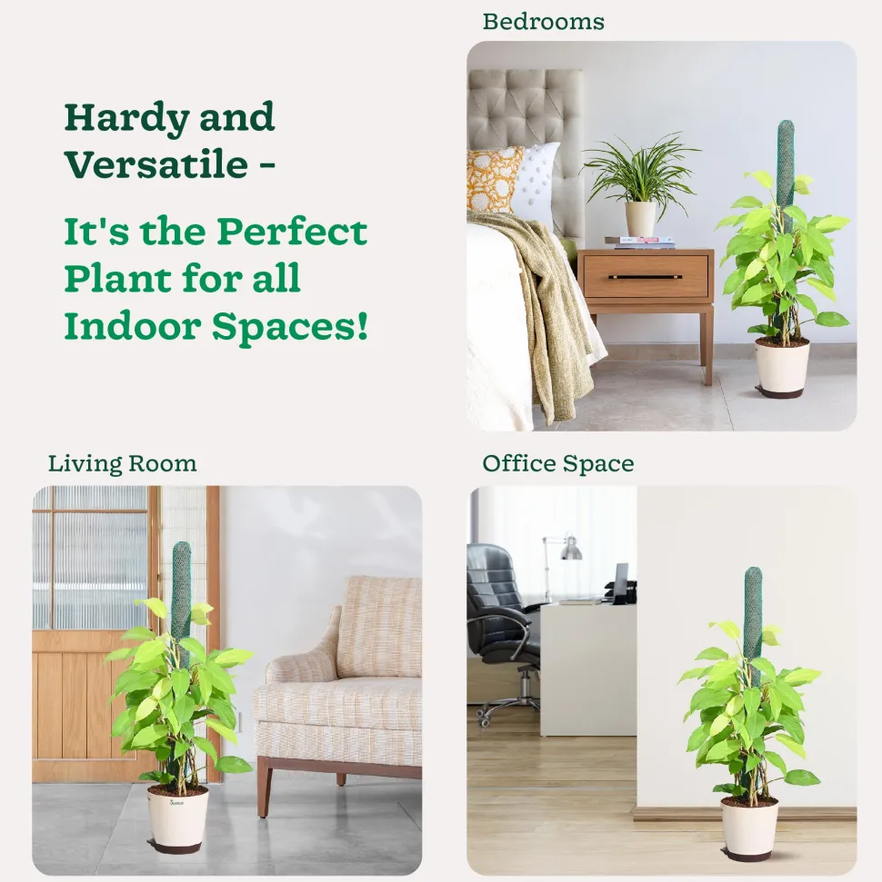 Philodendron Ceylon Golden Plant With Moss Stick