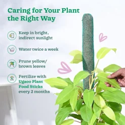 Philodendron Ceylon Golden Plant With Moss Stick