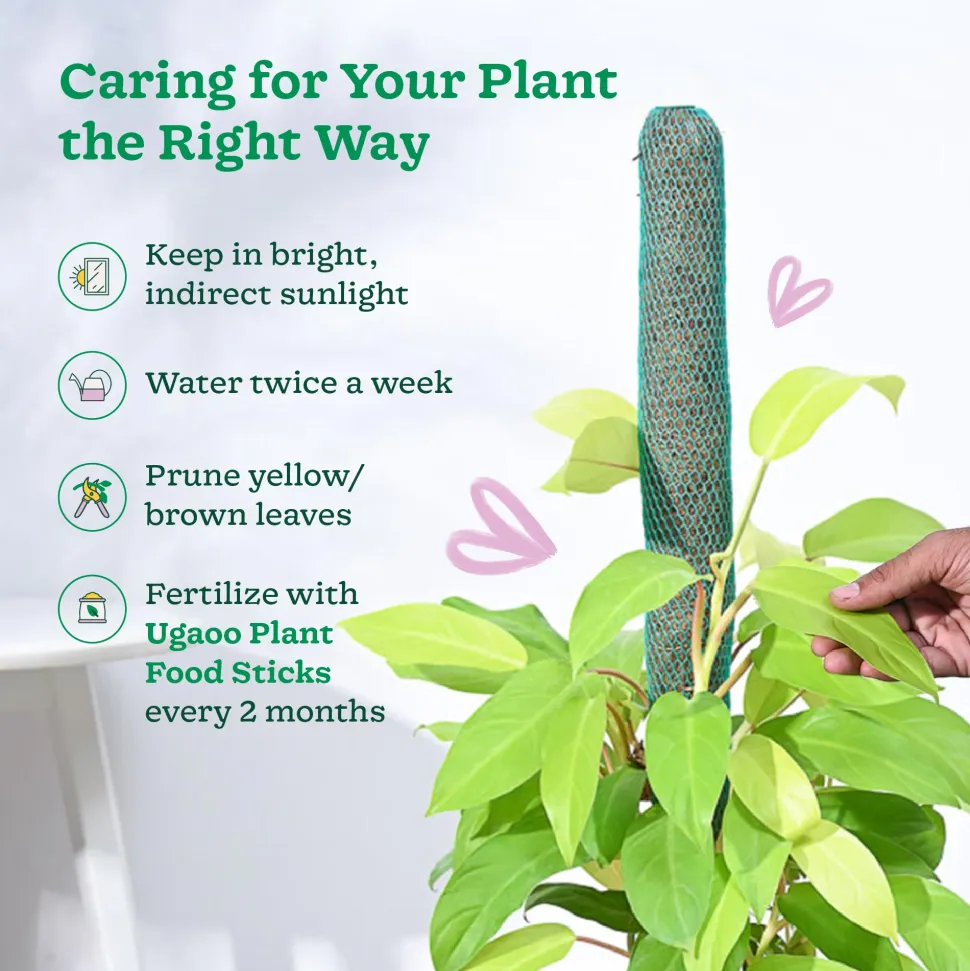 Philodendron Ceylon Golden Plant With Moss Stick