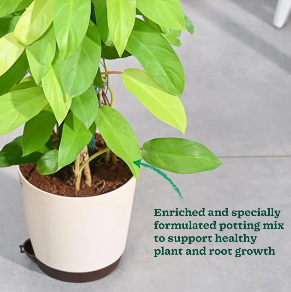 Philodendron Ceylon Golden Plant With Moss Stick