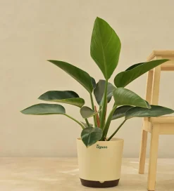 Philodendron Congo