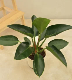 Philodendron Congo