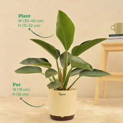 Philodendron Congo