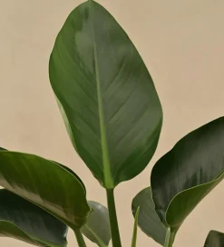 Philodendron Congo