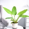 Philodendron Melinonii Golden - Large