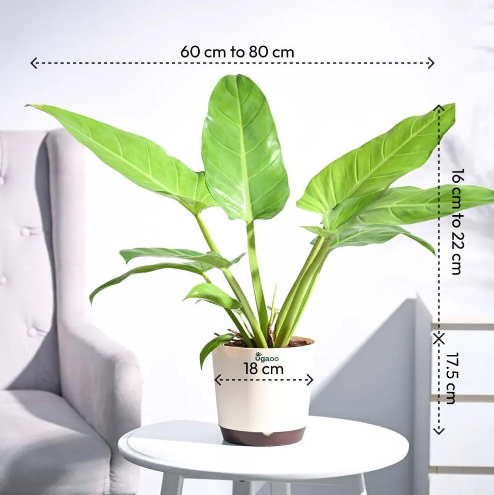 Philodendron Melinonii Golden - Large