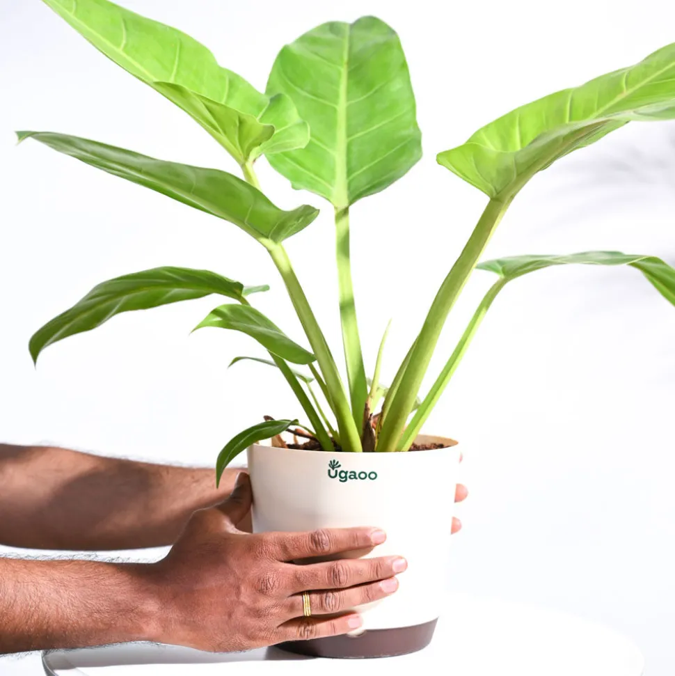 Philodendron Melinonii Golden - Large